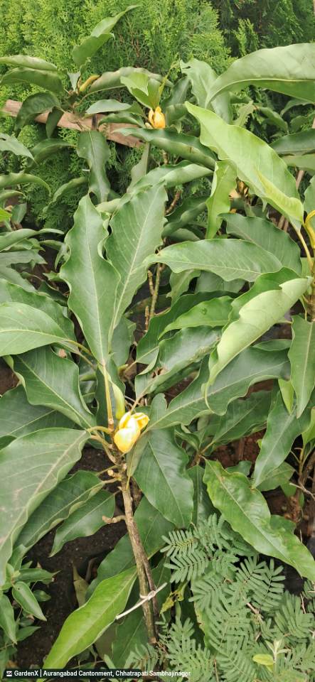 Golden Champa Plant (चम्पा) in Aurangabad Cantonment, Chhatrapati Sambhajinagar