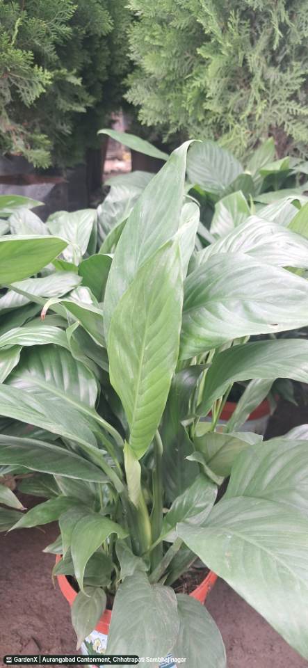 Peace Lily (शांति लिली) in Aurangabad Cantonment, Chhatrapati Sambhajinagar