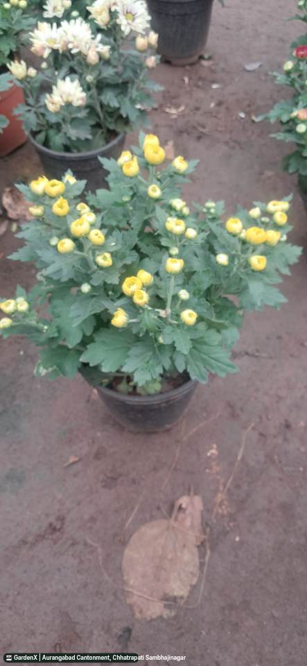 Chrysanthemum (गुलदाउदी) in Chhatrapati Sambhajinagar, Chhatrapati Sambhajinagar