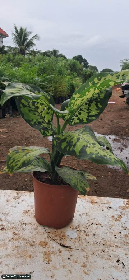 Dieffenbachia Plant (डिफेन्बाकिया) in Fuji Dhaba, Chhatrapati Sambhajinagar