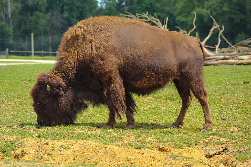 Buffalo grazing at Aikman Wildlife Adventure