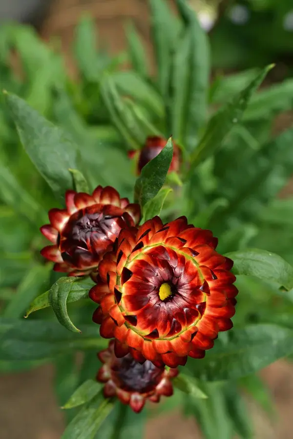 Strawflower Fireball
