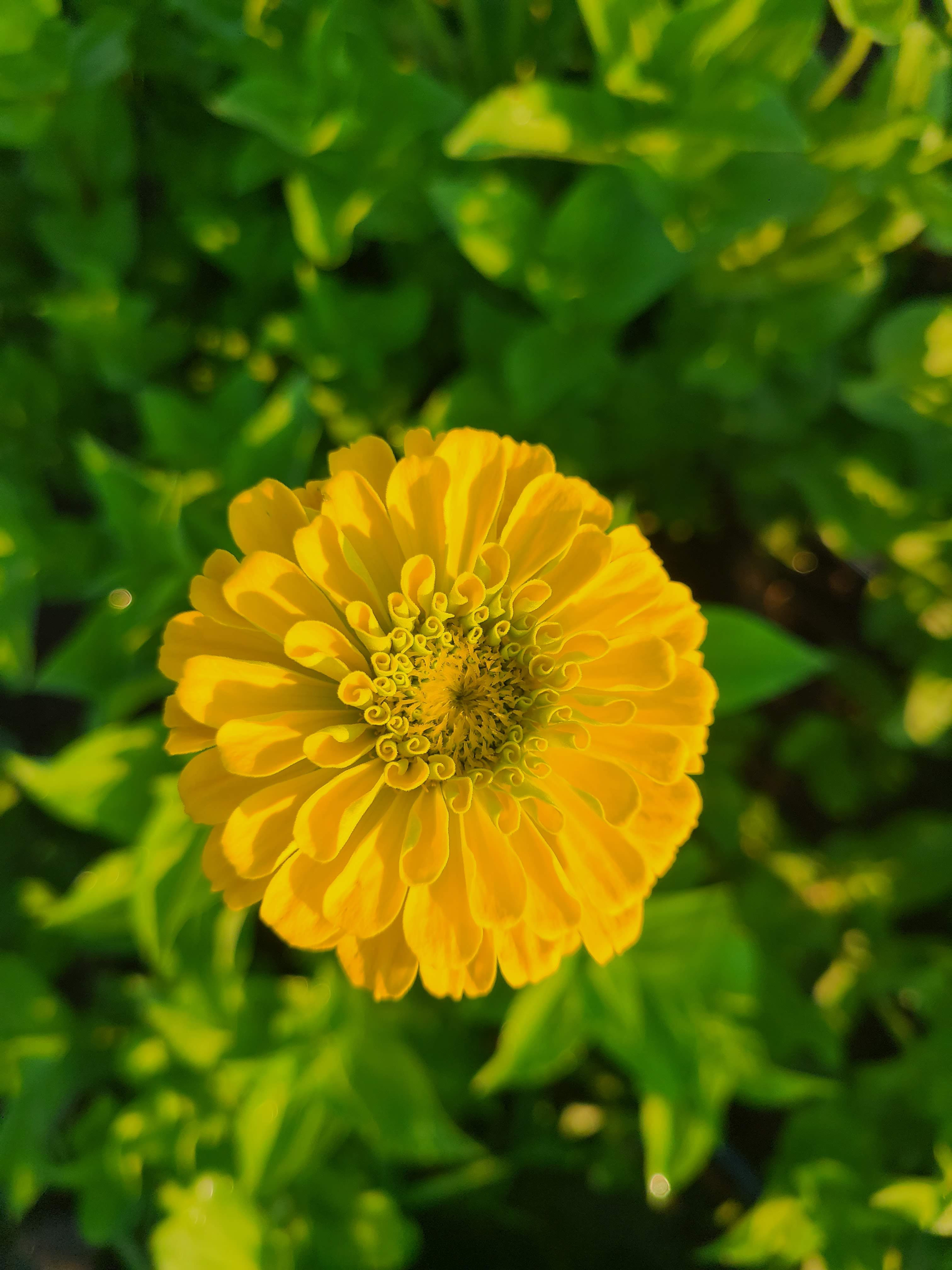 Zinnia Benary's Giant Gold
