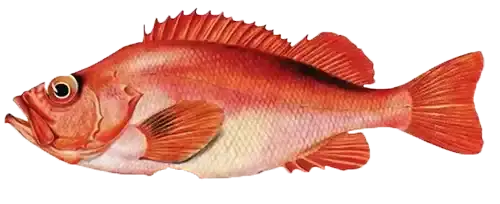 fish hands RED flop.webp