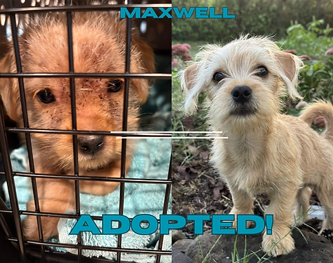 Maxwell B&A_edited.png