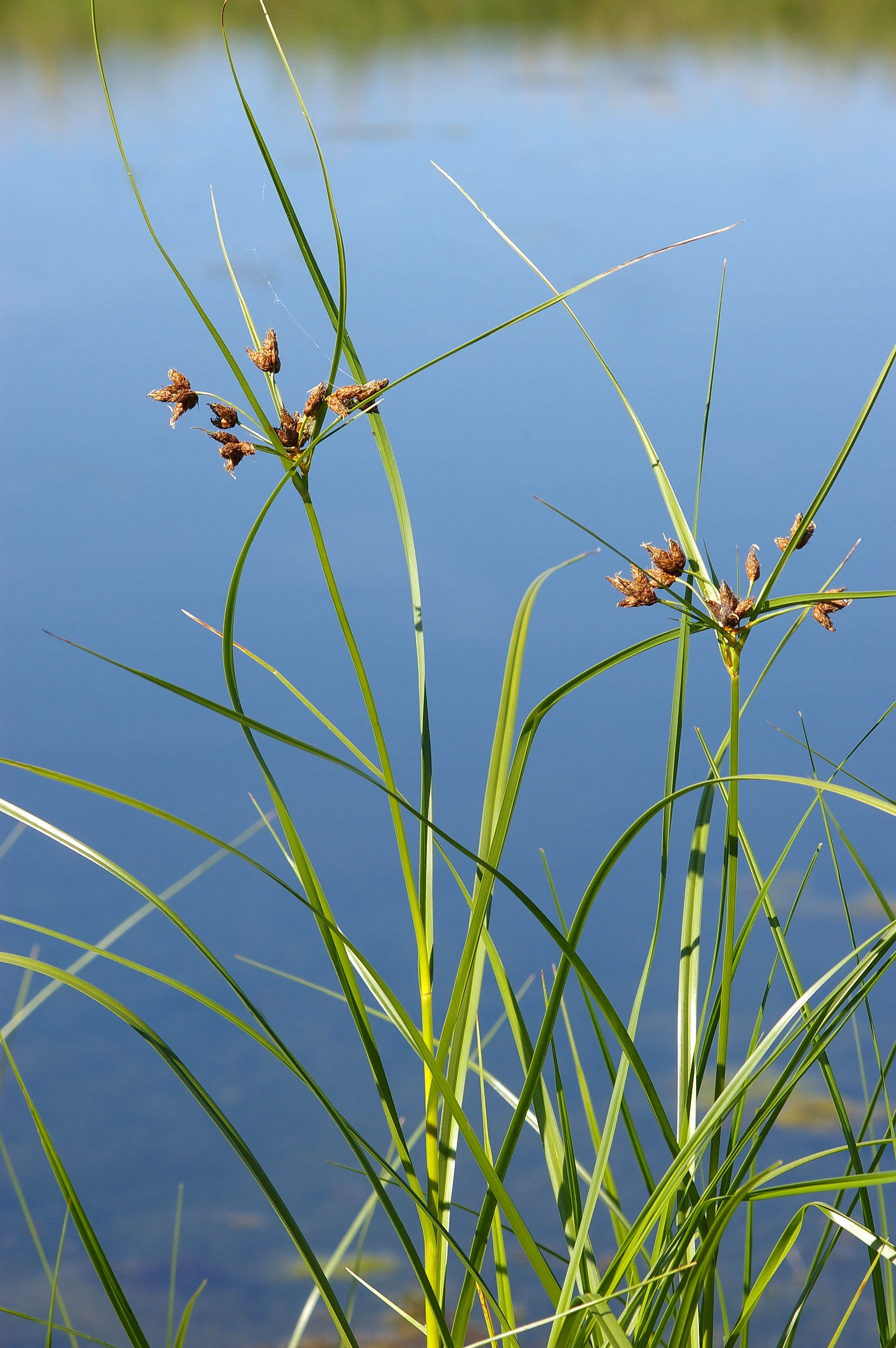 Alkali Bulrush (Bolboschoenus maritimus)