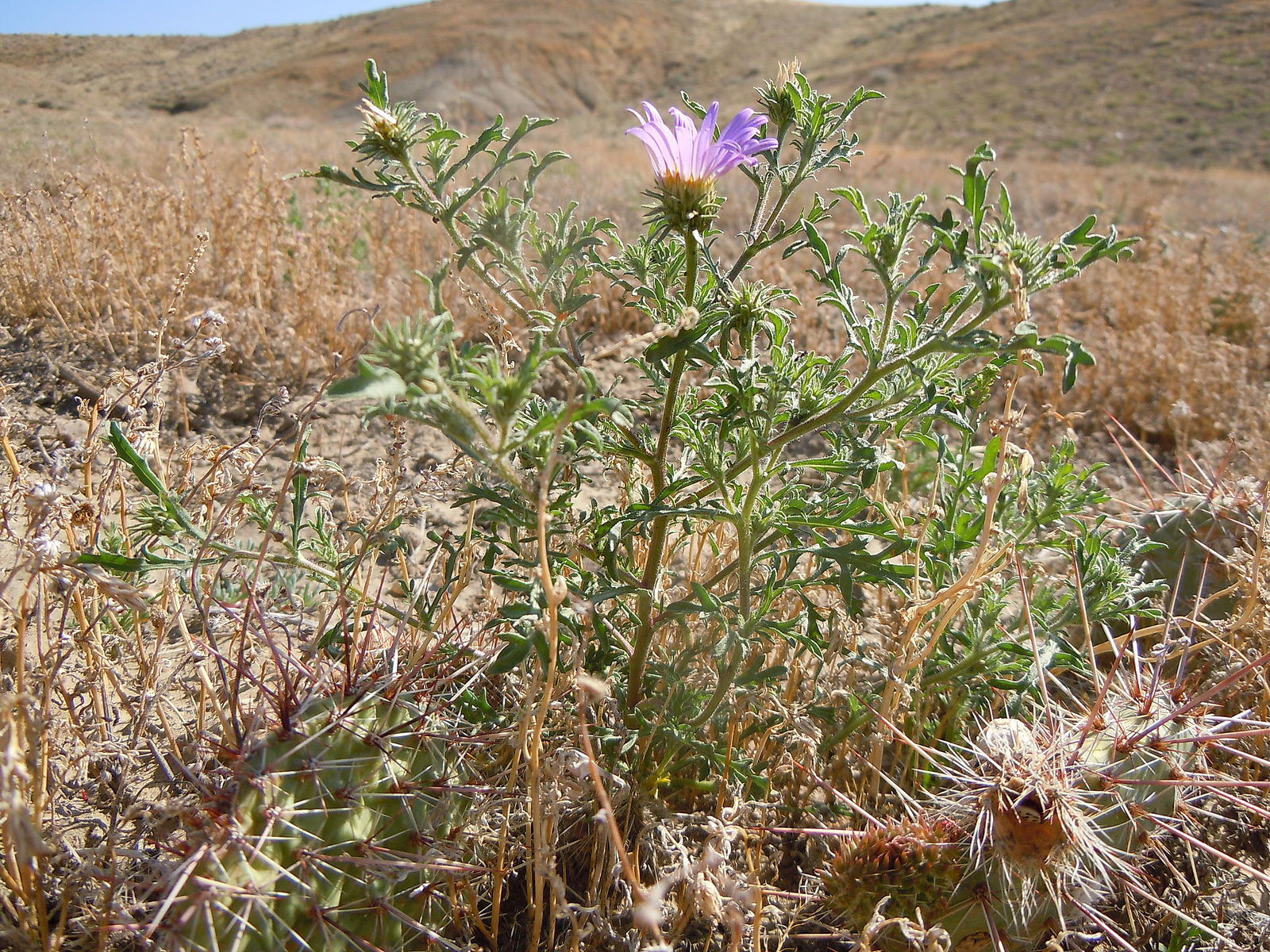 Prairie Aster (Machaeranthera tanacetifolia)
