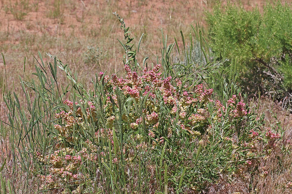 Spiny Hopsage (Grayia spinosa)