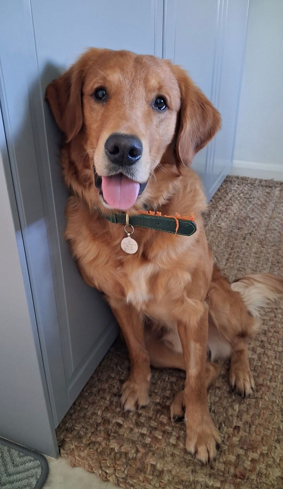 How is Arlo doing?
Our first older dog.