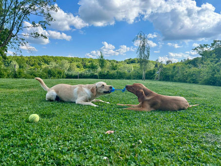 How is Roux (formerly Jess) doing?