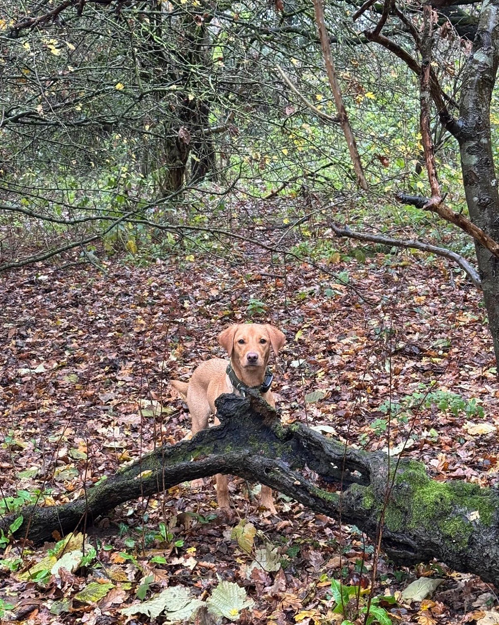 How is Roxy doing?