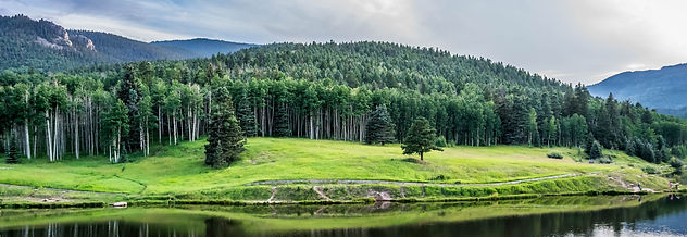 Colorado aspen trees in summer.