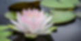 Image of a lotus flower taken by Jay Castor on Unsplash.