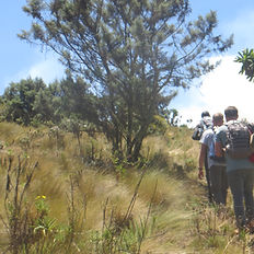 Walking through the heather zone on mount elgon
