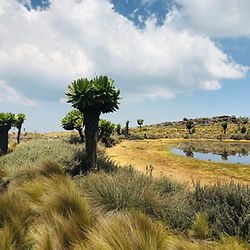 View of Sere pool on mt elgon