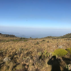 moorland zone mt elgon