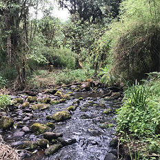 River in the national park