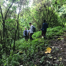 hiking in lush forests
