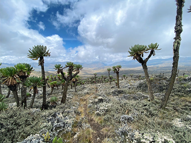 Mount Elgon tour landscape with giant groundsels and path
