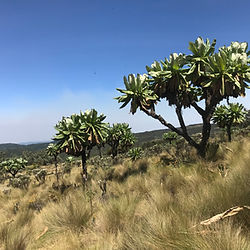 View of Flora and Fauna