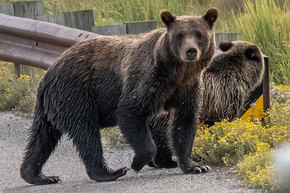 399 and Spirit. That's what it's like to have a grizzly bear stare you down!