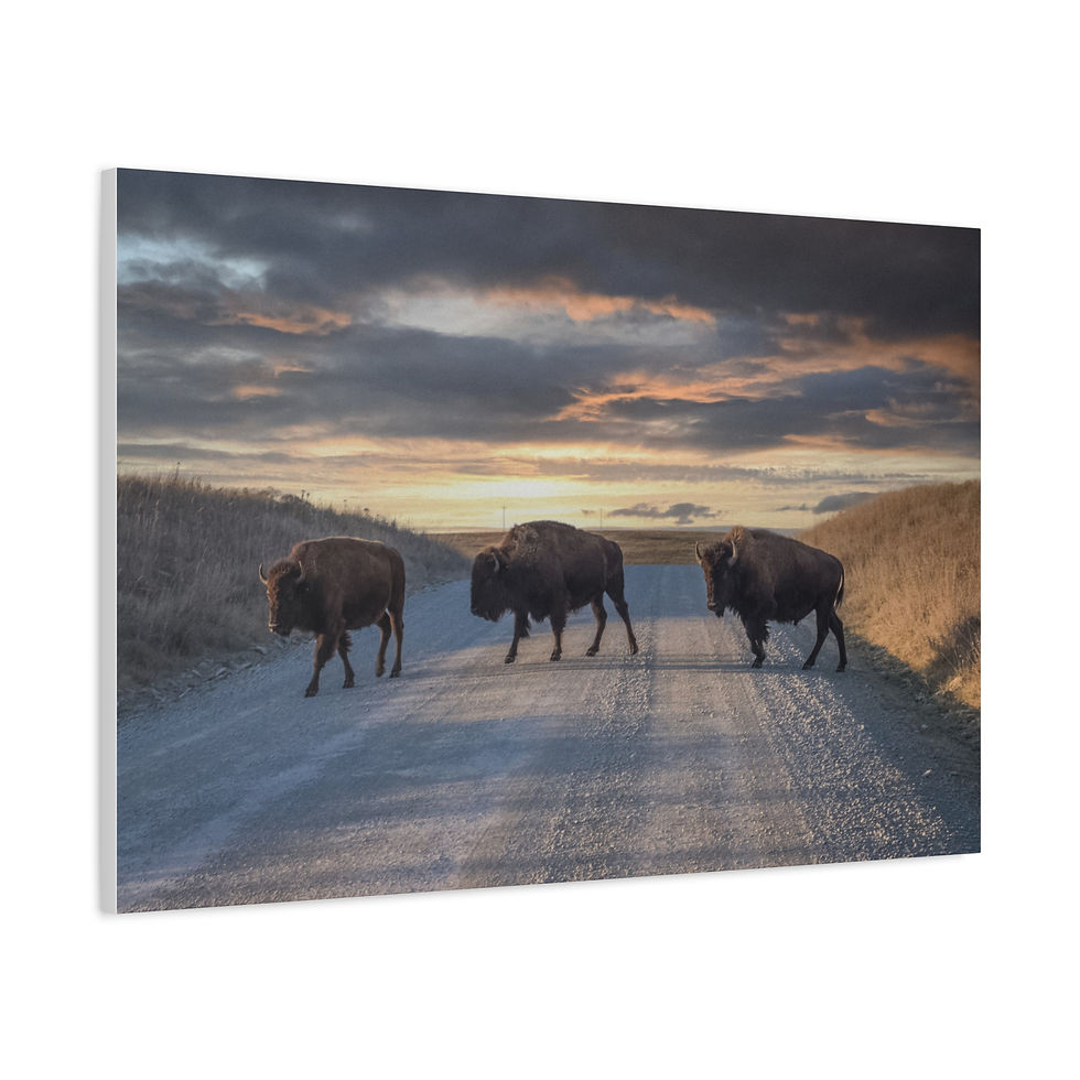 Thumbnail: Bison Sunset Canvas Print — Herd Crossing Matte Stretched Wall Art