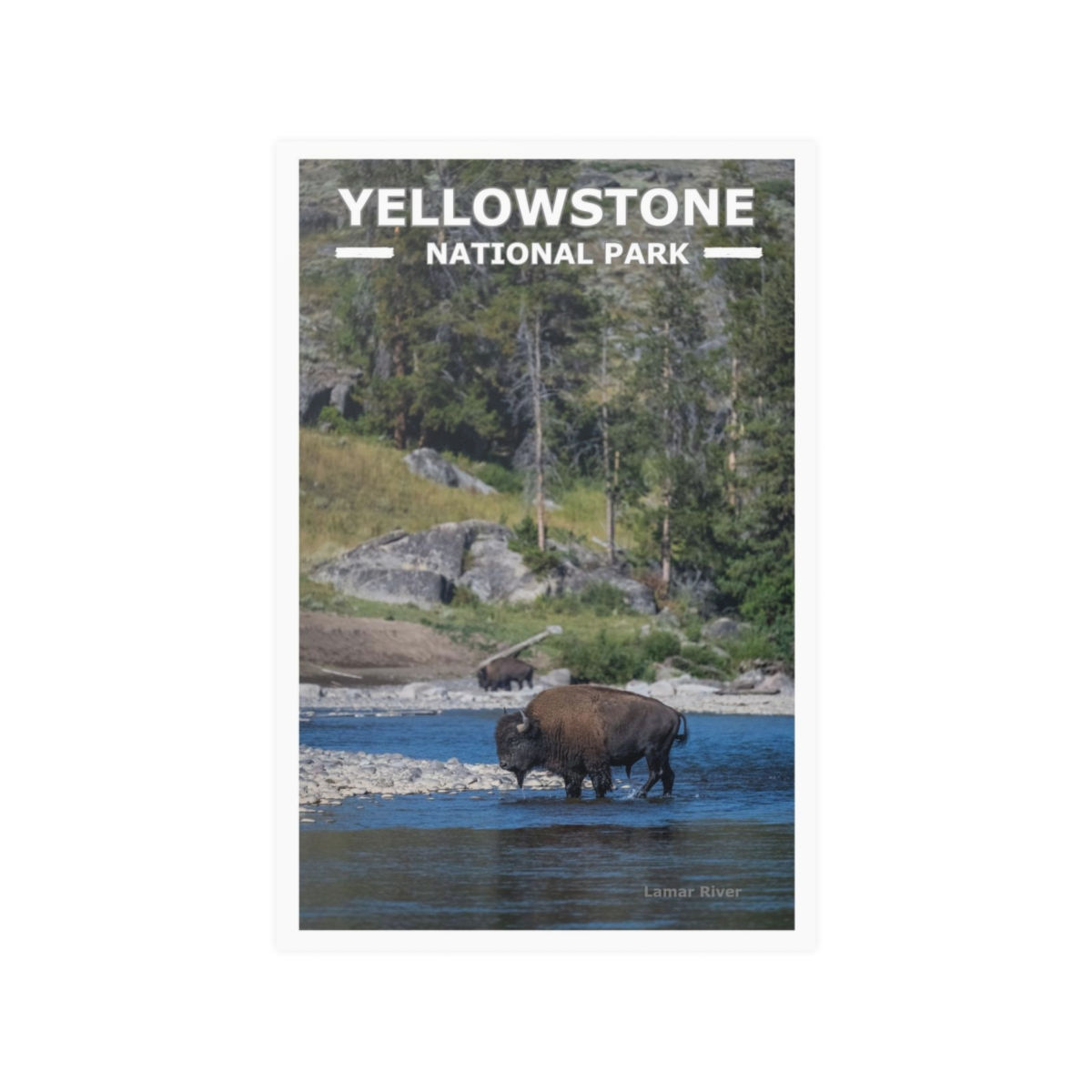 Yellowstone National Park - Bison crossing Lamar River