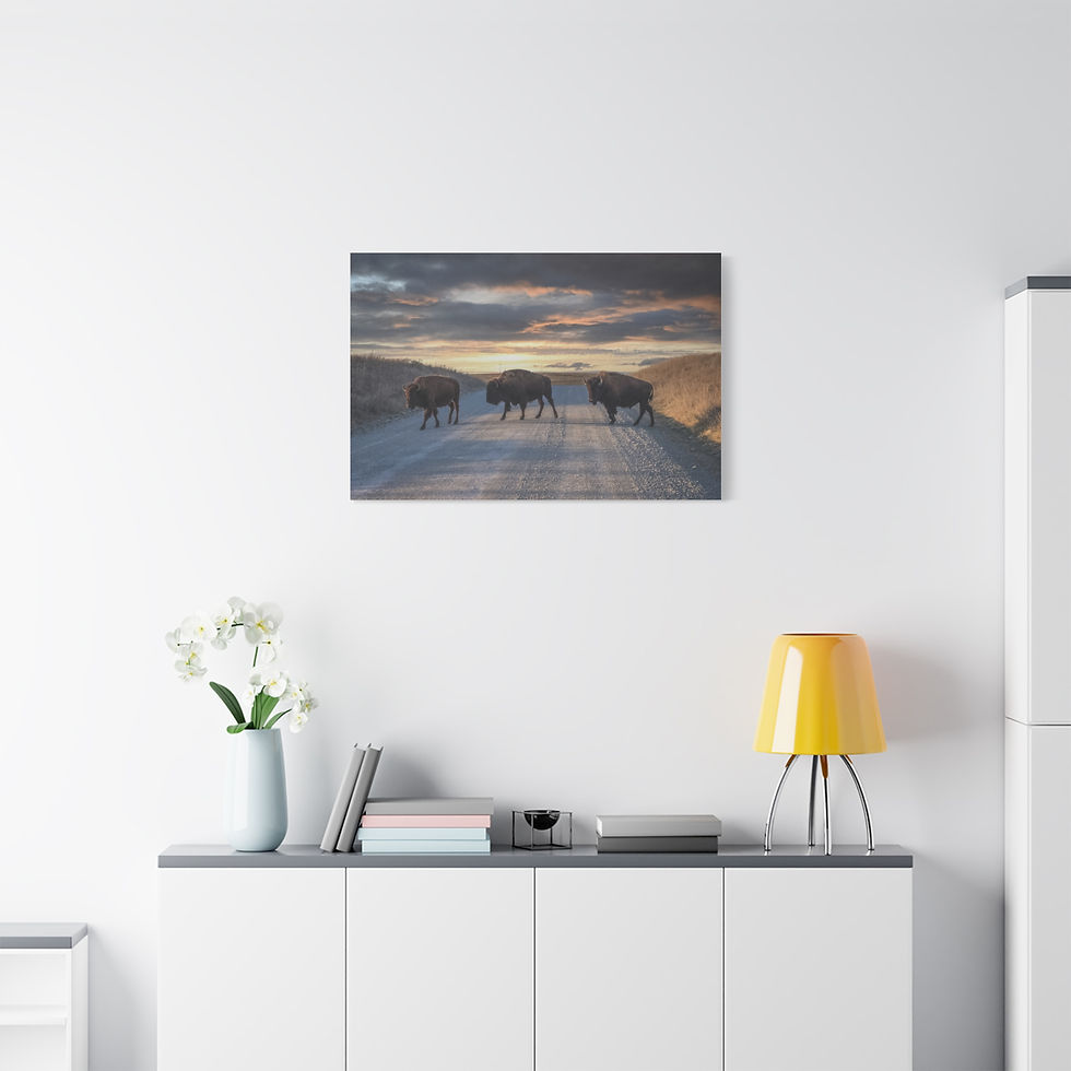 Thumbnail: Bison Sunset Canvas Print — Herd Crossing Matte Stretched Wall Art