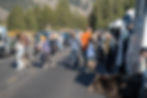 Grizzly "jam" in Grand Teton. People running as 1063 begins to cross the road.
