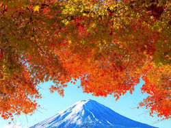 【山梨】🗻富士×紅葉🍁