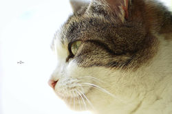 【東京】Line of sight