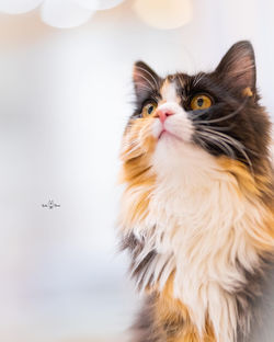 【千葉】見上げ顔