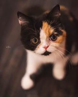 【京都】純真な瞳✨