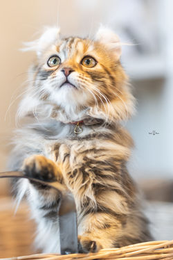 【岐阜】令和の虎