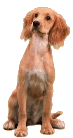 Golden Ret.gif