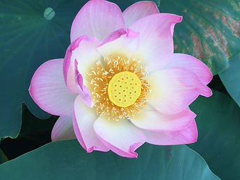 pink flower