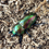 Thumbnail: Phalacrognathus muelleri Red/Green