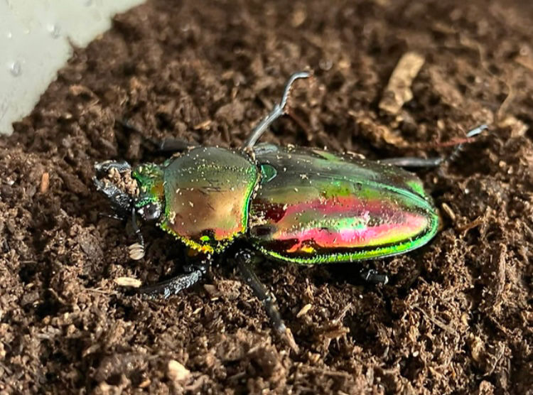 Thumbnail: Phalacrognathus muelleri - ‘Apple’