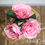 Thumbnail: Alice Rose Jam Jar