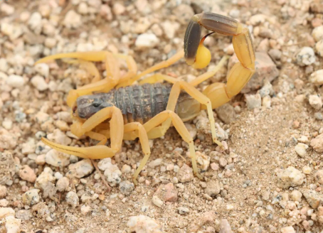 New Scorpion Species Discovered in Riyadh's Majami Al-Hadb Reserve
