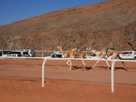 AlUla prepares for the First World Championship for International Camel Endurance on May 4, with a prize pool exceeding SAR 2 million