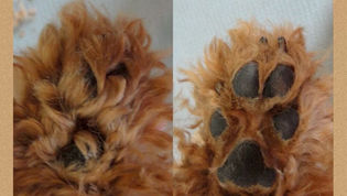 放置するとヘルニアに...大切な足裏バリカン