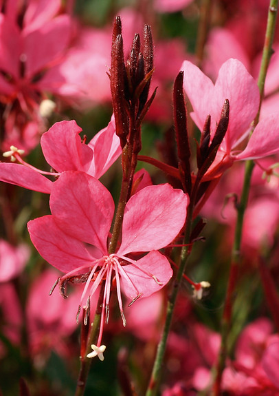 Gaura_Belleza_DarkPink_90263.jpg
