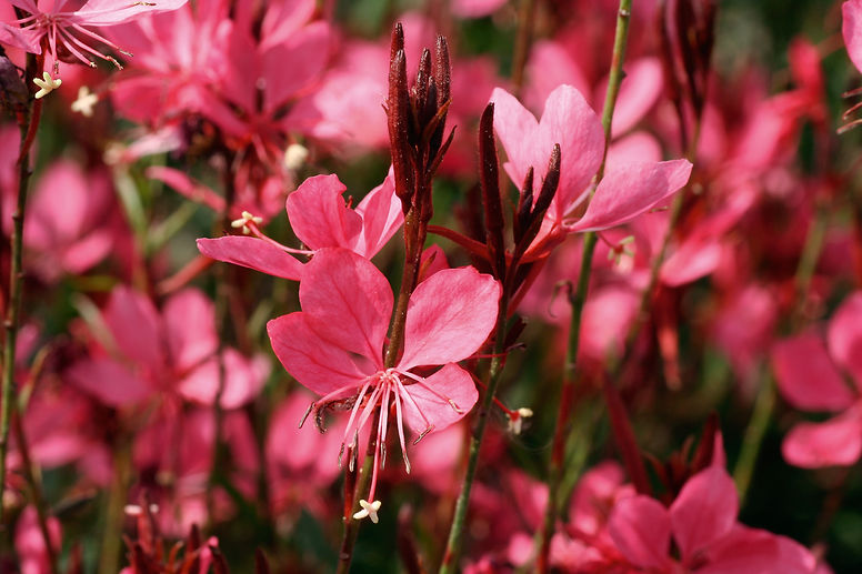 Gaura_Belleza_DarkPink_90263.jpg