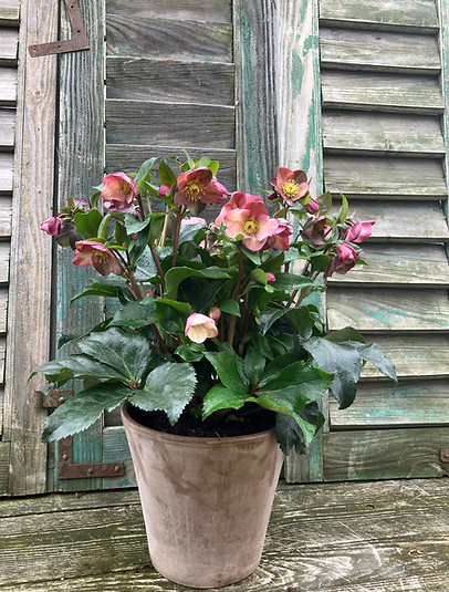 Tontopf Ice n'Roses early rose.jpg