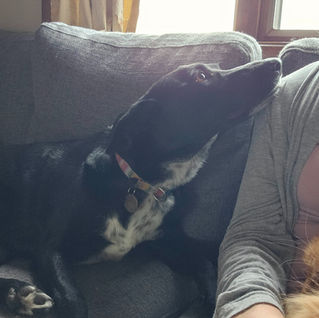 Black dog relaxing on the couch enjoying cuddle time at CS Boarding, in Townsend, Montana.