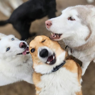 Group of playful dogs including a corgi and husky having fun together at CS Boarding, in Townsend, Montana