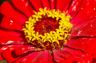 Zinnia