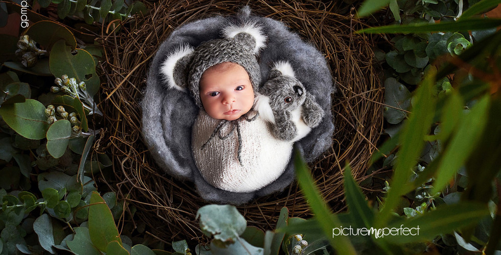 Awake newborn in a koala hat and nest with greenery. At his home in Miami , Sunset Lakes