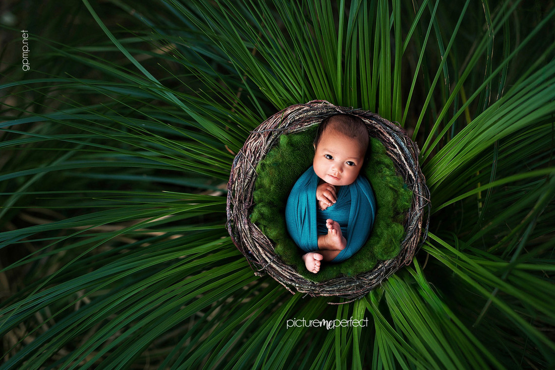Smiling newborn in a nest among green leaves, At his home in Miami Lakes Main Street area